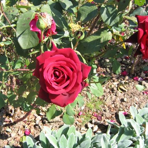 Grow your own low-maintenance roses, by using rooting hormone on your cuttings. Knockout Roses, Rose Cuttings, Rose Care, Growing Roses, Rose Of Sharon, Garden Guide, Planting Roses, Rose Bush, Garden Soil