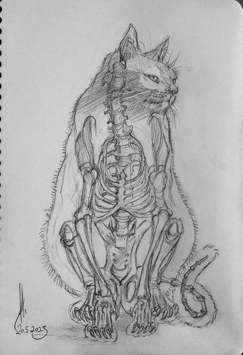 Felis catus, Felis silvestris catus, cat, kedi anatomy skeleton drawing with graphite drawing Daily Drawing Challenge 3081 Cat Skeleton Sitting, Black Cat Sitting Drawing, Cat Skull Anatomy, Animal Skeleton Reference, Animal Skeleton Sketch, Aesthetic Anatomy Art, Muscular Cat Drawing, Animal Anatomy Drawing Study, Skeleton Animals Drawing