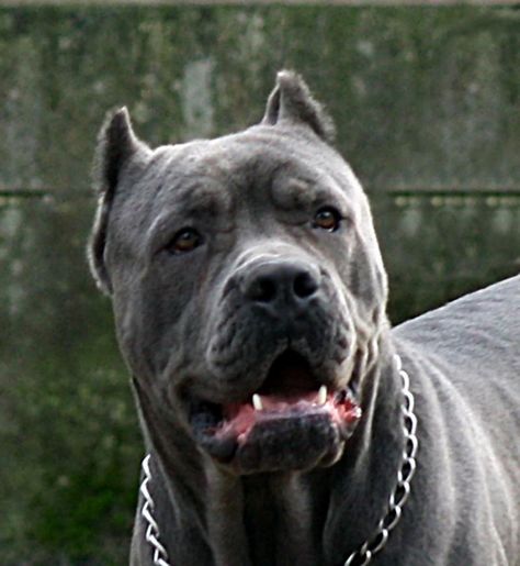 Grey Gray Blue Cane Corso King Corso Dog, Blue Cane Corso, Cane Corso Breeders, Cane Corso Italian Mastiff, Black Pitbull, Henry Morgan, Cane Corso Mastiff, Bully Breeds Dogs, Angry Dog