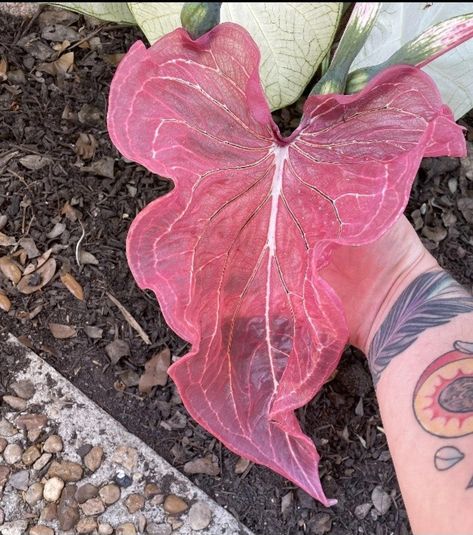 Pink Princess Symphony Caladium, Caladium Pink Symphony, Pink Symphony Caladium, Pink Caladium, Dream Garden Flowers, Flower Garden Pictures, Garden Pictures, Beautiful Flowers Garden, Flowers Garden