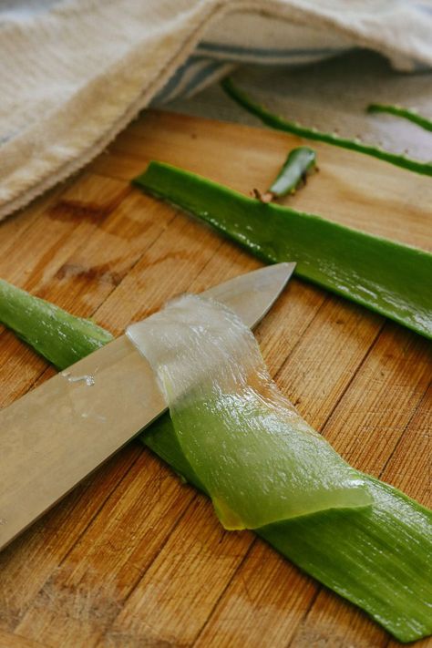 How to extract the gel from an aloe vera plant using the easiest possible method. Homemade Mascara, Aloe Face Mask, Treat Burns, Aloe Gel, Aloe Vera Plant, Aloe Leaf, Aloe Vera Leaf, The Leaf, Rosehip Oil