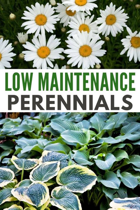 Low Water Perennials, Front Yard Perennial Landscaping Ideas, Easy To Maintain Flower Beds, Perineal Landscaping Ideas, Low Maintenance Flower Bed, Bed Project, Low Maintenance Perennials, Low Maintenance Yard, Landscaping Around House