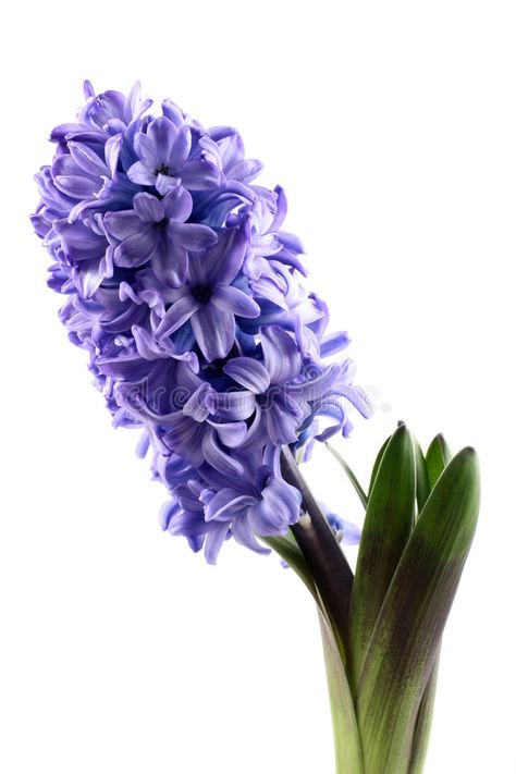 Hyacinth. Purple hyacinth isolated on white - seasonal flower , #AFFILIATE, #hyacinth, #Purple, #Hyacinth, #isolated, #flower #ad Hyacinth Flower Bouquets, Purple Hyacinth Aesthetic, Hyancith Flower, Hycanith Flower, Hyacinth Aesthetic, Purple Hyacinth Flower, Hyacinth Painting, Hyacinth Purple, Hyacinth Plant