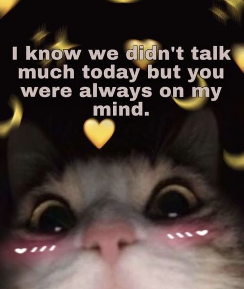 Cats To Send To Bf, Romantic Memes, Wholesome Pictures, Cute Cat Memes, I Love My Boyfriend, Cute Texts For Him, Always On My Mind, Cute Messages, Couple Relationship