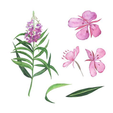 147,400+ Fireweed Drawing Stock Illustrations, Royalty-Free Vector Graphics & Clip Art - iStock Fireweed Drawing, Fireweed Painting, Basement Mural, Family Stock Photo, Image Film, Fall Background, Lifestyle Illustration, Silhouette Illustration, Bee Tattoo