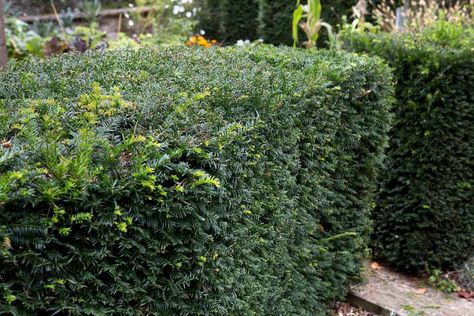 Best Plants for Formal Hedges - BBC Gardeners' World Magazine Flower Hedge, Plants For Shade, Hornbeam Hedge, California Lilac, Naturalistic Garden, Evergreen Hedge, Best Garden Tools, Hedging Plants, Mediterranean Plants