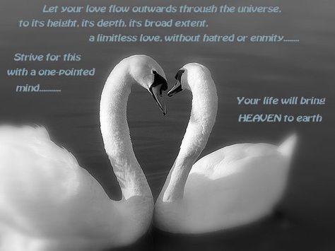 I love this quote, so it seemed fitting to put it to such a beautiful picture of these two swans forming a heart together..... sharing a oneness of love, beauty & peace.   MAY OUR HEARTS HOLD THE SAME FOR ALL TO KNOW, FOR ONLY THEN SHALL WE EARN ON OUR SET OF WINGS --- Hatred breeds sorrow, compassion breeds love Swan Love Quote, Two Swans, Swan Love, Beautiful Picture, Swans, Better Life, Thought Provoking, A Heart, Beautiful Pictures