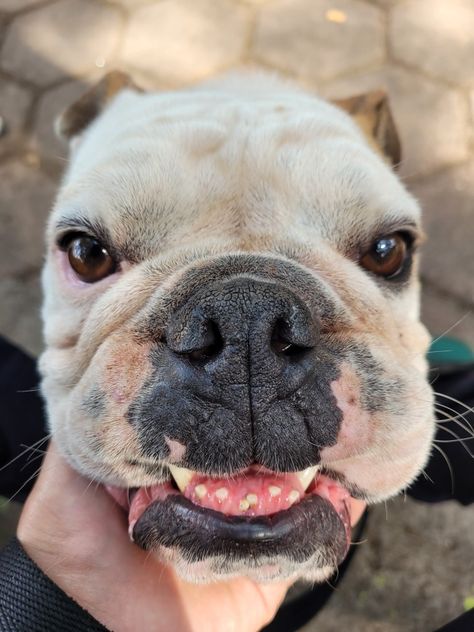 perro chato French Bulldog, Bulldog, Dogs, Animals, Quick Saves