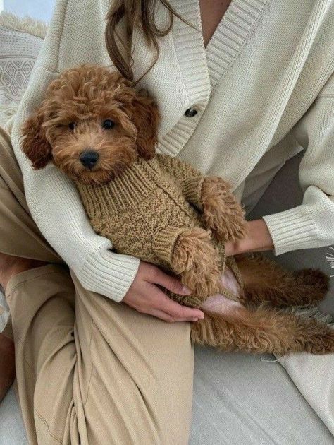 Dog Mommy, Toy Poodle Puppies, Poodle Puppy, Puppy Clothes, Dog Mama, Toy Poodle, Cute Animal Photos, Goldendoodle, Australian Shepherd