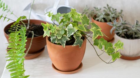 The Popular Houseplant That Cleans Mold Spores In The Air English Ivy Plant, Mold Spores, Mold Exposure, English Ivy, Container Gardening Flowers, Ivy Plants, Easy Care Plants, Air Purifying Plants, Air Purifying