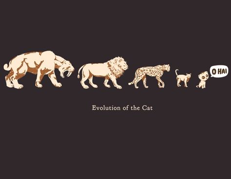 evolution of the cat Cat Evolution, Pet Corner, Crazy Life, Weird Pictures, Domestic Cat, Cat Care, Mans Best Friend, The Wild, Funny Stuff