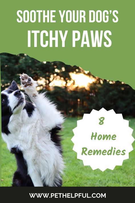 Dog Has Itchy Skin Home Remedies, Home Remedy For Dogs Itchy Paws, Apple Cider Vinegar For Dogs Itching, Dog Paw Allergy Remedies, Diy Dog Itch Relief, Yeast Build Up On Dog Paws, Dog Paw Soak, Itchy Paws Remedies, Yeast Dog Paw