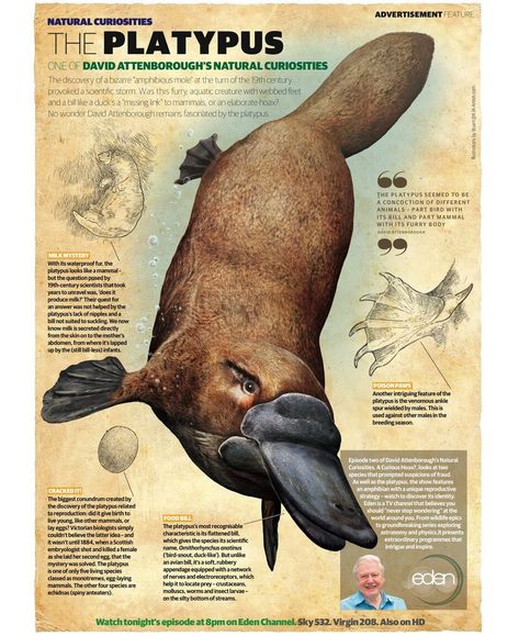 INFOGRAPHIC: David Attenborough's Natural Curiosities: The Platypus Duckbill Platypus, Platypus Illustration, Australian Marsupials, Baby Platypus, Duck Billed Platypus, Australia Animals, Ancient Animals, Natural Curiosities, Extinct Animals