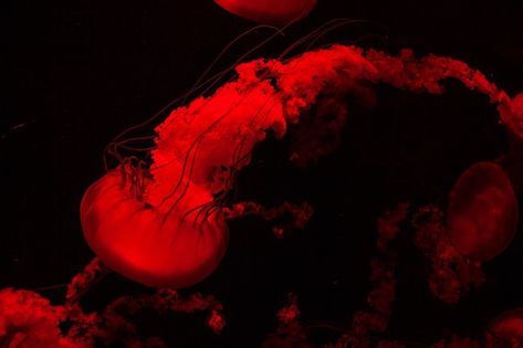 Jellyfish Theme, Jelly Fishes, Red Jellyfish, Wallpaper Horizontal, Fish Background, Discord Profile, Oc Board, Jellyfish Tattoo, Fish Ocean