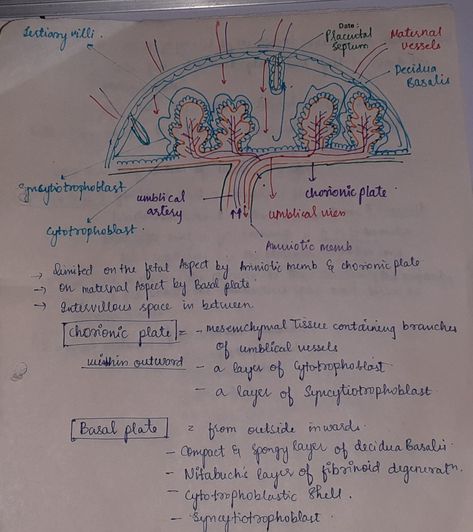 Placenta|obstetrics|Embryology Embryology Notes, Skeleton System, Human Body Vocabulary, Nursing Flashcards, Student Midwife, Anatomy Bones, Medicine Notes, Chemistry Classroom, Biology Notes