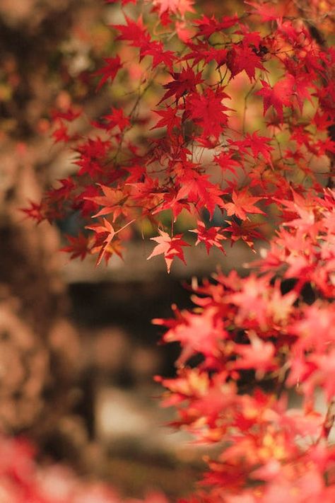 A Maple Tree with Red Leaves · Free Stock Photo Trees With Red Leaves, Scenery Beautiful, Autumn Cottage, Red Maple, Red Leaves, Autumn Scenery, Maple Tree, Fall Feels, Cozy Autumn