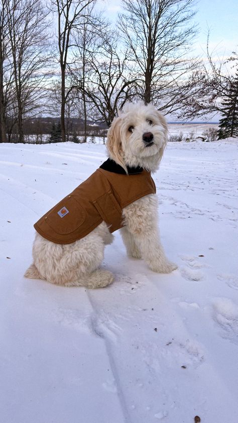 Dog Carhartt Jacket, Carhartt Dog Jacket, Carhartt Dog, Pink Carhartt, Filler Photos, Dog Essentials, Pet Mom, Carhartt Jacket, Chore Coat