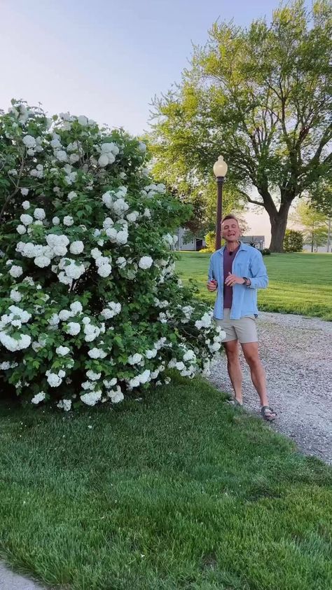 The old saying always goes “what’s old is new again��” and I’m here to say that about the Eastern Snowball viburnum! This flowering shrub is absolutely beautiful, dare I say even more so than hydrangeas, and I love to see this one flowering. Plus, it’s great for harsh environments #gardening #flowers #shrub #whattoplant #flowerinspiration #hydrangeas | Wyse Guide | Eastern Snowball Viburnum, Snowball Plant, Snowball Bush, Entrance Landscaping, Black Eyed Susan Vine, Snowball Viburnum, Driveway Entrance Landscaping, Wyse Guide, Driveway Entrance