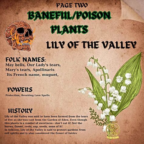 ## Be careful with these beauties! ☠️ (plantwitchery but hold the ouch) * **Not your average herb garden:** Plants like wolfsbane and nightshade are gorgeous, but SUPER poisonous! ‍♀️ Admire from afar! * **Respect the power:** These plants were used in rituals for protection or even curses in history. They're potent, so learn about them safely. * **Safety first!** NEVER ingest these plants or touch them without gloves. Kitchen herbs are your witchy plant friends! **Ever seen a plant tha... Poisonous Herbs Witchcraft, Curse Herbs, How To Make Poison, Poison Flowers, Baneful Herbs, Baneful Magick, Witchy Plants, Admire From Afar, Poisonous Flowers