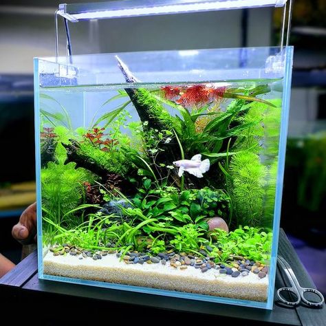 MD Fish Tanks on Instagram: "NEW BUILD! Betta Ecosystem Tank (click the link in my bio for full how to tutorial). This is a no filter, no water change setup for my Dumbo betta fish. Heavily planted as the plants act as the filtration by using waste to grow and oxygenate the water. It has a dirted substrate that is capped with gravel and sand. Turned out very striking and the betta loves it too. The video shows all details required to build such a tank. . . . . . #plantedtank #aquascaping #aquari Sand Fish Tank, Planted Betta Tank, Betta Tanks, Beta Tank, Aqua Plants, Natural Aquarium, Fish Tank Themes, Fish Tank Terrarium, Fish Tank Design