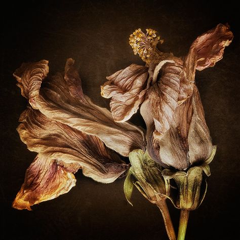 Faded Flowers, Decay Art, Billy Kidd, Wilted Flowers, Floral Photography, A Level Art, Natural Forms, Still Life Photography, Botanical Illustration