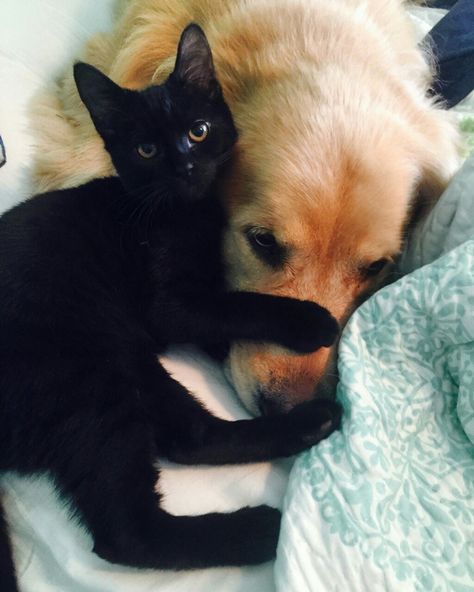 Cat And Dog In Love, Golden Retriever Boyfriend X Black Cat Girlfriend Pfp, Black Cat Girl And Golden Retriever Boy, Golden Retriever Bf And Black Cat Bf, Black Cat Golden Retriever Aesthetic, Golden Retriever Boyfriend And Black Cat, Black Cat Girlfriend And Golden Retriever Boyfriend Aesthetic, Black Cat And Golden Retriever Couple, Black Cat Gf And Golden Bf