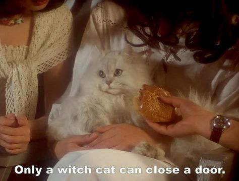 witch cat Nobuhiko Obayashi, She And Her Cat, Catty Noir, Witch Cat, Season Of The Witch, The Embrace, Yamaguchi, Film Tv, A Witch