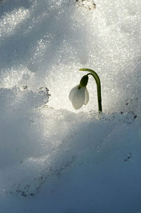 Winters Tafereel, Foto Macro, Snow Drops, Foto Gif, Matka Natura, Winter Szenen, Belle Nature, Winter Magic, Winter Scenery