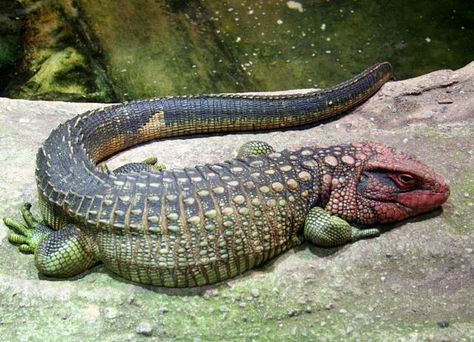 caiman lizard is a medium sized species of lizard, natively found in the jungles of South America. The caiman lizard is powerfully built and is one of the largest lizard species on the American continent and can grow up to 121cm. Caiman Lizard, Lizard Species, Reptile House, Reptile Snakes, American Continent, Cat Pose, Unusual Animals, Reptiles Pet, Reptiles And Amphibians