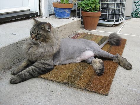 Craig's Lion Cut by brenbot, via Flickr. The proper lion cut for a cat! Cat Lion Haircut, Cat Lion Cut, Shaved Animals, Cat Haircut, Lion Cat, Cut Cat, Long Haired Cats, Cat Facts, Persian Cat