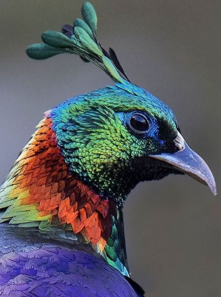 Himalayan Monal (male). National Bird of Nepal African Crowned Eagle, Himalayan Monal, Wild Chicken, Shoebill Stork, Hummingbird Moth, Northern Flicker, Bird Quilt, Batman Comic Art, Colorful Bird