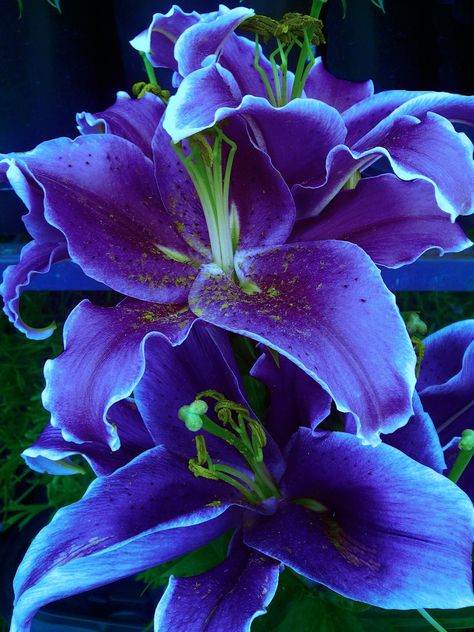 Daylilies Purple Lily, Love Lily, The Secret Garden, Daylilies, Lily Flower, Exotic Flowers, Flower Beauty, Beautiful Blooms, Flowers Nature