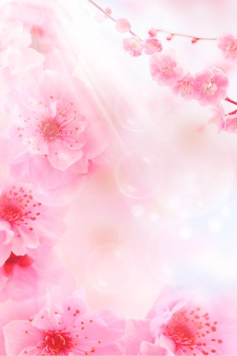 Peach blossom, peach blossom festival, spring, spring, beautiful, fresh, spring new, peach tree, ten peach blossom, flower petals Petals Background, Decoration Background, Flowers Background For Editing, Mug Background, Background With Flowers, Flowers Background Wallpapers, Flowers Texture, Hd Background, Floral Backgrounds