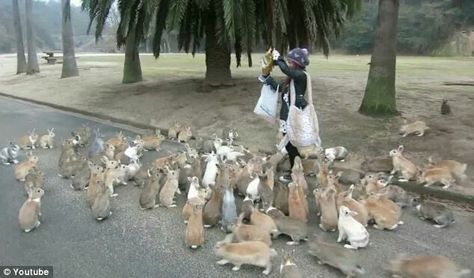 . Bunny Island, Wild Bunny, Rabbit Island, Rabbit Lover, Cute Creatures, Cuteness Overload, Cute Bunny, Animal Kingdom, Rabbits