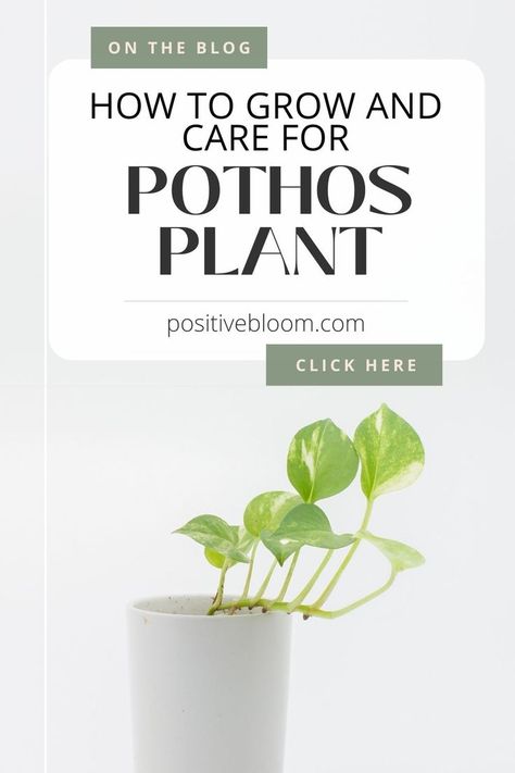 Here’s all you need to know about the pothos plant. Learn what this plant needs to flourish, and check out some amazing features and benefits! Peperomia Plant, Alocasia Plant, Calathea Plant, Zz Plant, Prayer Plant, Pothos Plant, Jade Plants, Monstera Plant, Spider Plants