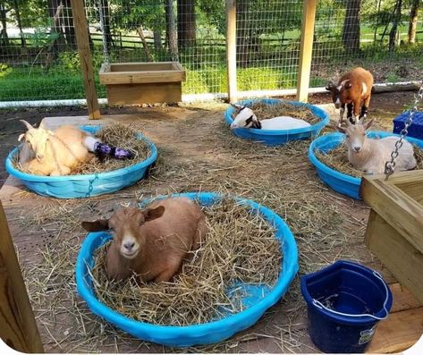 Simple Goat Pen, Goat Climbing Ideas, Goat Shade Ideas, Goat Play Area, Goat Pasture Ideas, Diy Goat Playground, Donkey Enclosure, Pygmy Goat Pen Ideas, Goat Houses Shelters