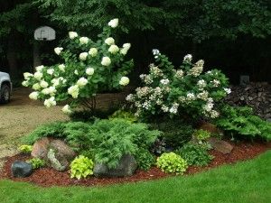 I like the simple colors of foliage and the pop of white flowers.  Boulders are a must too. Evergreens And Hydrangeas, Russian Cypress, Landscaping Hydrangeas, Evergreen Landscape Front Yard, Hydrangea Trees, Small Ornamental Trees, Limelight Hydrangeas, Pretty Bed, Hydrangea Tree