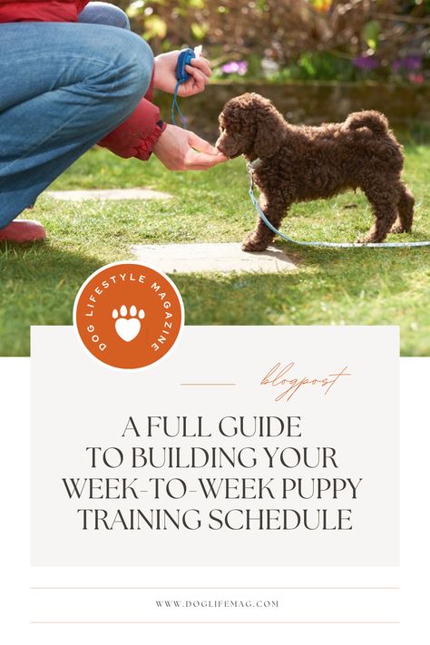 Ultimate Puppy Training Schedule: A step-by-step guide to raising a well-behaved dog. Learn how to housebreak, crate train, and socialize your | #12_Week_Puppy_Schedule #Puppy_Training_Schedule_By_Age #Puppy_Schedule #Training_Planner Puppy Training Schedule By Age, Dog Training Treats Recipe, Puppy Schedule, Crate Train, Training Planner, Golden Retriever Training, Puppy Training Schedule, New Puppy Checklist, Celebrity Dogs