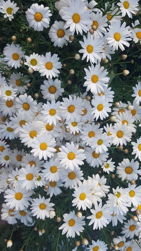 Flower Yellow Wallpaper, Marguerite Flower, Marguerite Daisy, Summer Nature Photography, Old Paper Background, Daisy Wallpaper, Flowers Photography Wallpaper, Simple Phone Wallpapers, Wallpaper Nature Flowers