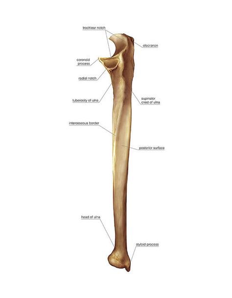 Ulna Bone Diagram, Ulna Anatomy, Leg Muscles Anatomy, Ulna Bone, Radius Bone, Anatomy Bones, Muscle Anatomy, Bone Art, Medical Anatomy