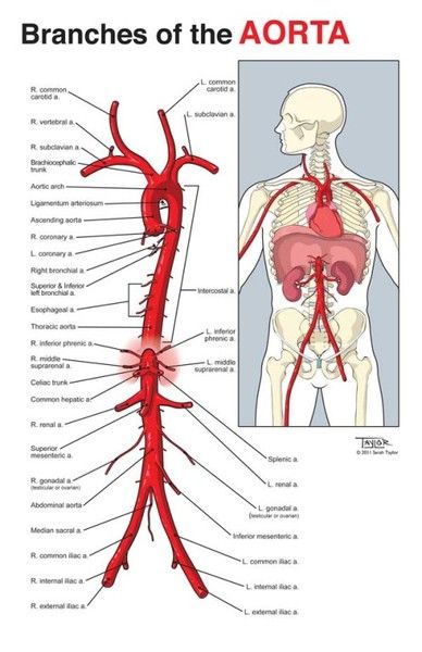 Aorta Branches, Anatomy Medical Illustration, Anatomy Medical, Medical Student Study, Nursing School Survival, Medicine Student, Medical School Studying, Medical School Essentials, Health And Fitness Magazine