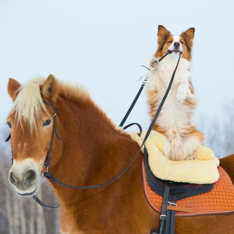 Dogs And Horses, Horse And Dog, Symbol Of Power, Amazing Wallpapers, Cutee Animals, Cute Horse Pictures, Deer Creek, Funny Horses, Horse Wallpaper