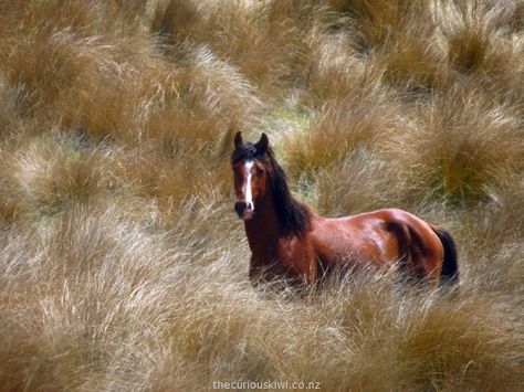 One of the first Kaimanawas we saw - such a proud looking horse Wild Horses Photography, Wild Mustangs, Horse Crazy, Pretty Horses, Horse Photography, Horse Breeds, Wild Horses, Mustang, Black And Brown