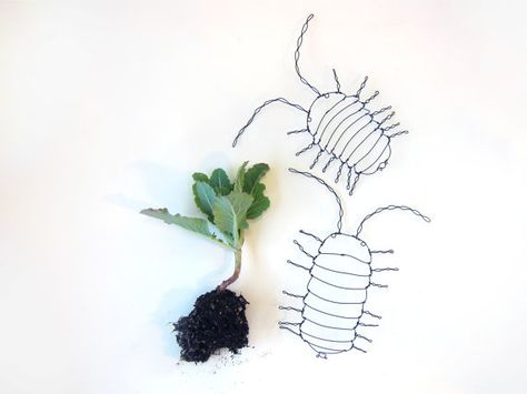 Pill Bugs, Bugs Drawing, Rolly Polly, Pill Bug, Bug Tattoo, Wire Art Sculpture, Roly Poly, Beautiful Bugs, Doodles Zentangles