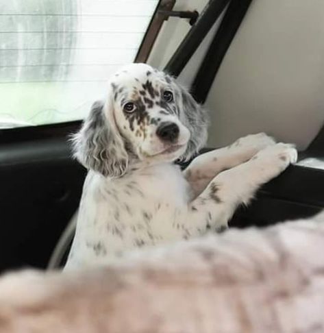 15 Reasons Why You Should Never Own English Setters | Page 2 of 4 | PetPress Llewellyn Setter, Blue Belton English Setter, English Setter Puppies, Setter Puppies, Unusual Dog Breeds, English Setter Dogs, Emotional Support Animal, English Setter, Spaniel Puppies