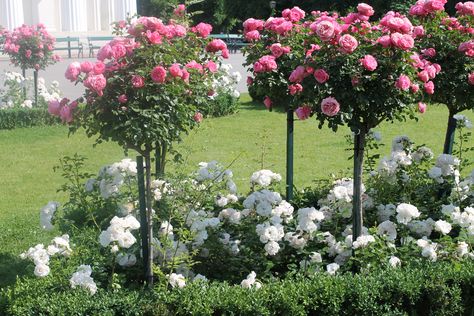 Rose garden in Vienna, Austria Front Yard Roses, Rose Trees Front Yard, Rose Garden Ideas Front Yards, Small Rose Garden Ideas, Rose Companion Plants, Beautiful Gardens Landscape, Garden Planning Layout, Rosen Beet, Rose Garden Landscape