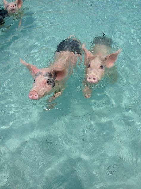 Pig Beach Bahamas, Bahamas Pigs, Pig Island, Pig Beach, Swimming Pigs, Bahamas Travel, Modern Disney, Cute Animal Photos, Animal Photo