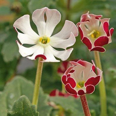 Phlox 'Marzipan' Vanilla Flower, Inspirational Board, Crochet Flowers Free Pattern, Moon Garden, Unusual Plants, Unusual Flowers, Plant Combinations, Jolie Photo, Flower Bud