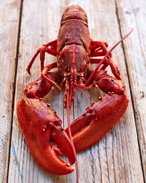 If lobster  aent so expensive I want a lobster dinner.  ##looksgood #hungyforlobster #garlicmeltedbutter How To Prepare Lobster, Lobster Art, Live Lobster, How To Cook Liver, Lobster Dinner, Crab And Lobster, Lobster Recipes, Restaurant Food, Crustaceans