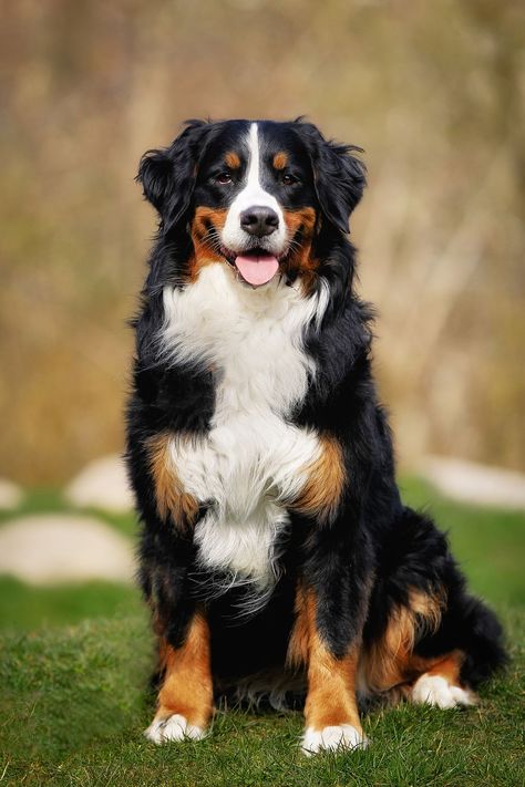 Best Large Dog Breeds for animal lovers and future dog owners. Dogs For Families, Best Large Dog Breeds, Cute Big Dogs, Burmese Mountain Dogs, Family Dogs Breeds, Top Dog Breeds, Expensive Dogs, Best Dogs For Families, Big Dog Breeds